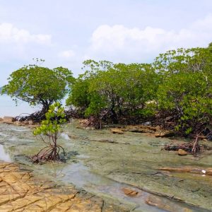 Mangrove plant - Rhizophora Stylosa. One of the rare species to be found in Langkawi Island. Featured in our documentary.