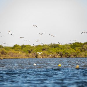 Connected Mangroves Project