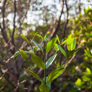 Connected Mangroves Project