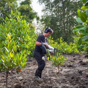 Connected Mangroves Project