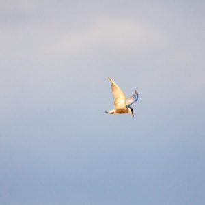 Connected Mangroves Project